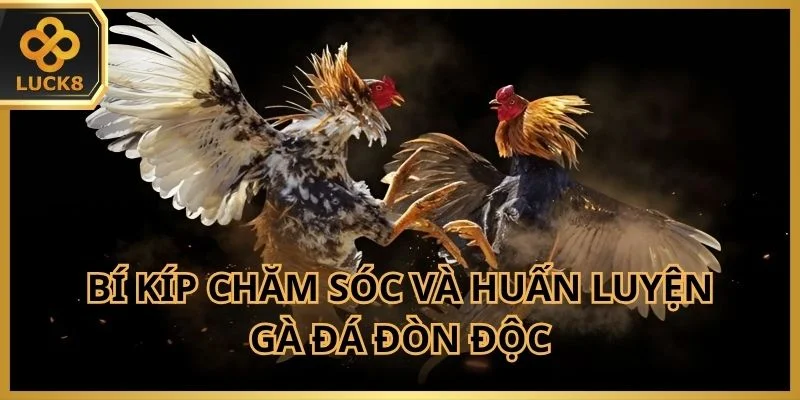 Bí kíp chăm sóc và huấn luyện gà đá đòn độc mà các cao thủ hay sử dụng