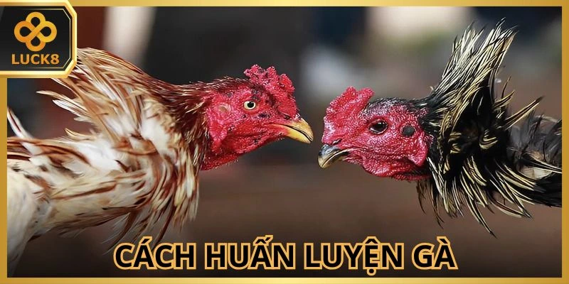 Cho gà luyện tập nhiều để tìm kiếm cơ hội chiến thắng