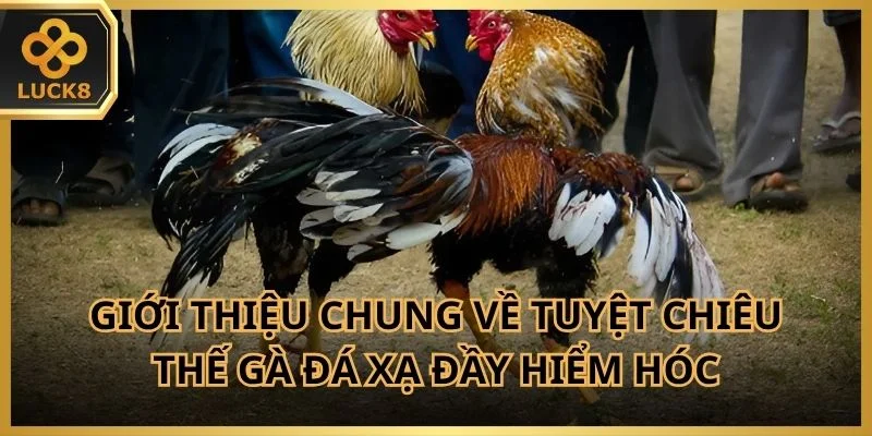 Giới thiệu chung về tuyệt chiêu thế gà đá xạ đầy hiểm hóc trên kê trường