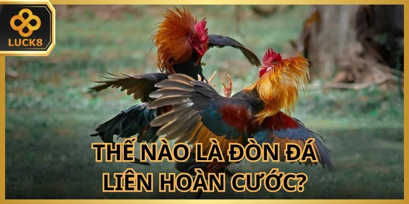 Hiểu rõ về đòn đá liên hoàn cước trong chọi kê