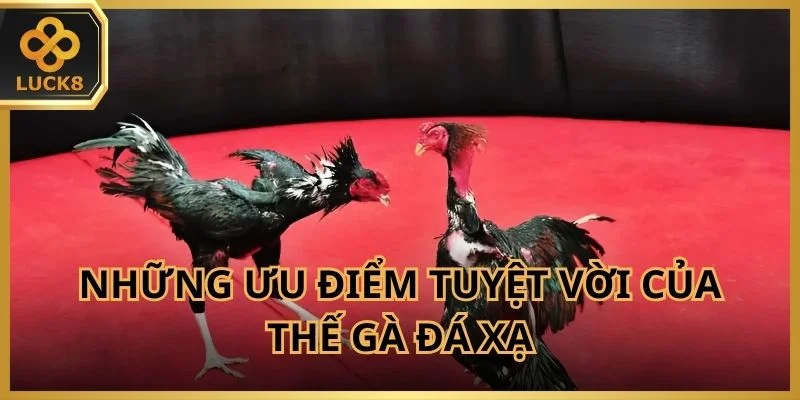 Những ưu điểm tuyệt vời của thế gà đá xạ